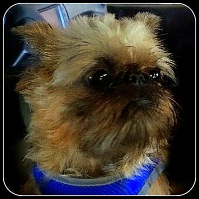 Seymour, MO - Brussels Griffon. Meet SHEBA - ADOPTION ...