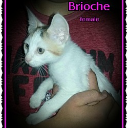 Thumbnail photo of Brioche #2