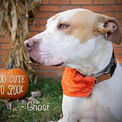 Thumbnail photo of Ghost #2