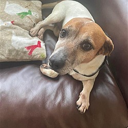 Photo of Shorty