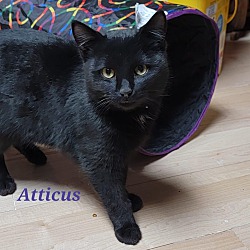 Thumbnail photo of Atticus #3