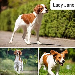 Thumbnail photo of OK/Lady Jane  (Adoption Pending) #2