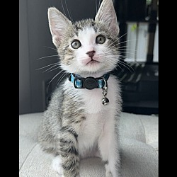 Photo of BLUE BABY KITTY