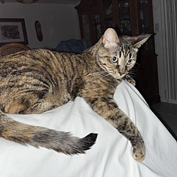 Thumbnail photo of Tigger #1