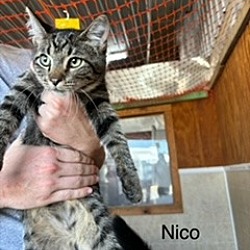 Thumbnail photo of Nico #1