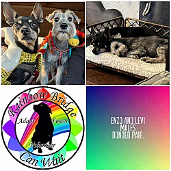 bonded pet photo