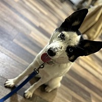 adopt a pet