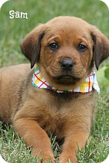 rottweiler and chocolate lab mix