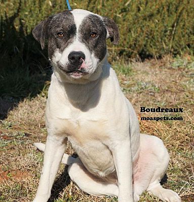 boudreaux pitbull