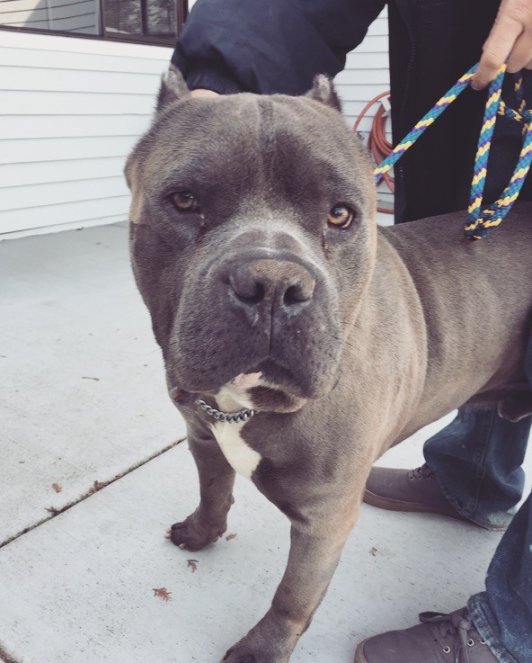 Seattle Wa Cane Corso Meet Malechai A Pet For Adoption