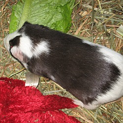 Thumbnail photo of Guinea pigs(4M & 2F) #1