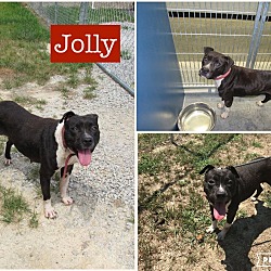 Thumbnail photo of Jolly #1
