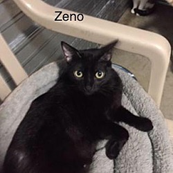 Photo of Zeno