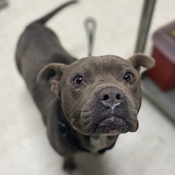 Greater Birmingham Humane Society - Jasper, AL in Jasper, Alabama