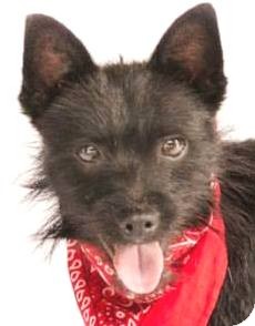 schipperke poodle mix