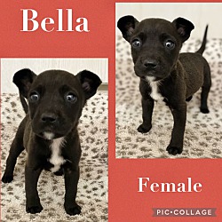 Photo of Bella1 Adoption Pending