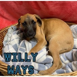 Photo of Willy Mays