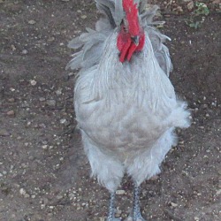 Thumbnail photo of Rooster #4