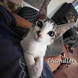 Thumbnail photo of Chandler #mr-bright-eyes #1