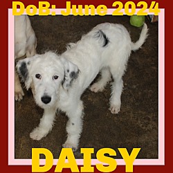 Thumbnail photo of DAISY #1