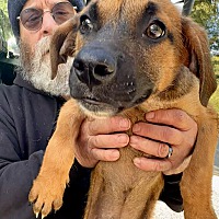adopt a pet