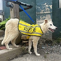 adopt a pet