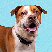 adopt a pet