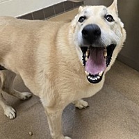 adopt a pet