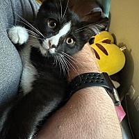 adopt a pet