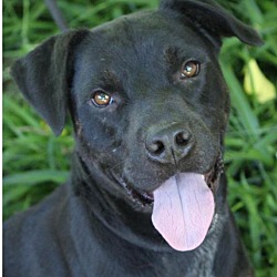 Red Bluff, CA - Rottweiler/Australian Kelpie. Meet JOHN: Low Fees ...