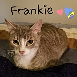 Thumbnail photo of Frankie #3