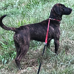 Photo of Brindle * reduced fee