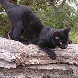 Cat Allies Of Texas In Fischer Texas