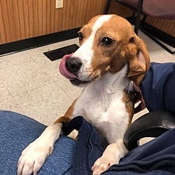 Indianapolis, IN - Beagle. Meet Miss Beegs a Pet for Adoption ...