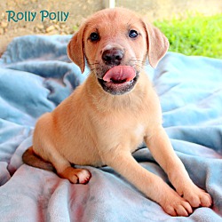 Thumbnail photo of Rolly Polly~adopted! #1