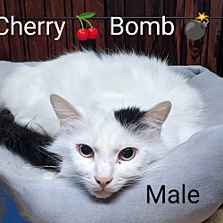 Thumbnail photo of Cherry Bomb #3