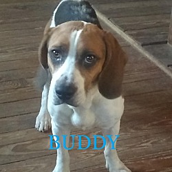 Photo of BUDDY