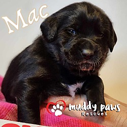 Photo of Cookie Dough Litter: Mac - No Longer Accepting Applications