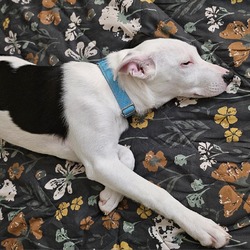 Thumbnail photo of Minka - $50 Bissell Sponsored Adoption Fee! #4