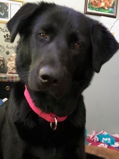 Photo of Mia (Underdog)