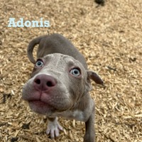 adopt a pet