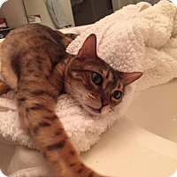 Houston Tx Bengal Meet Becca Front Paw Declawed A Pet For