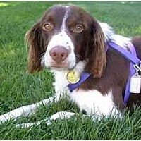 Buffalo Ny Brittany Meet Brittany Dogs Rescue Groups