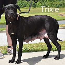 Thumbnail photo of Trixie #2