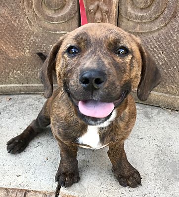 Santa Ana CA Corgi Pit Bull Terrier. Meet Boomer a Pet for