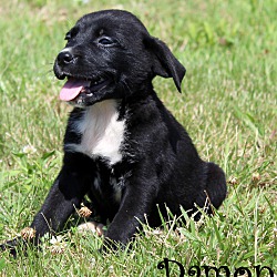 Thumbnail photo of Damon~adopted! #3