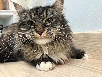 Adopt A Pet Petsmart Charities
