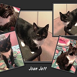Thumbnail photo of Joan Jett #3