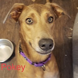 Photo of Pokey