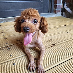 Photo of Choco